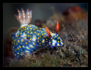 "Squirrel"
Hypselodoris infucata by Aleksandr Marinicev 